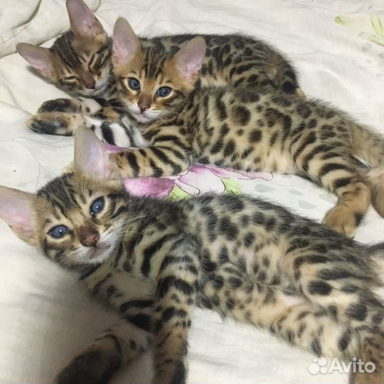 Котята бенгальские