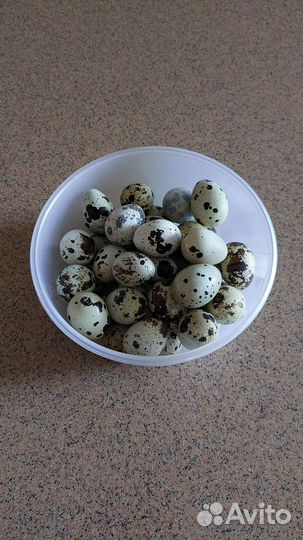 Перепела. Яйца перепелиные домашние