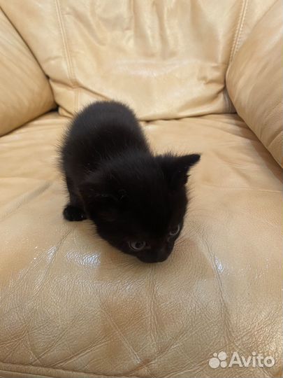 Котята (бесплатно)