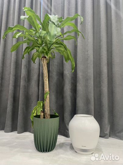 Воздухоочиститель-увлажнитель Bork A802 rain