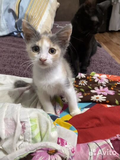 Котятки