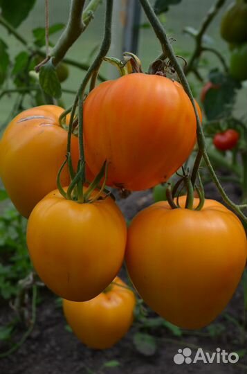 Продаю домашние помидоры