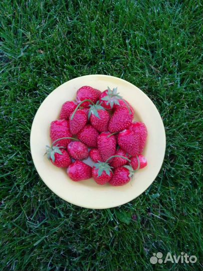 Лесная земляника, Виктория, земклубника