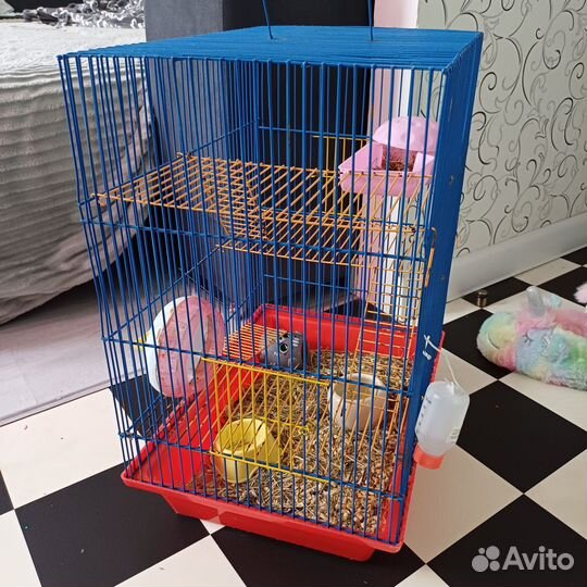 Хомяк с клеткой