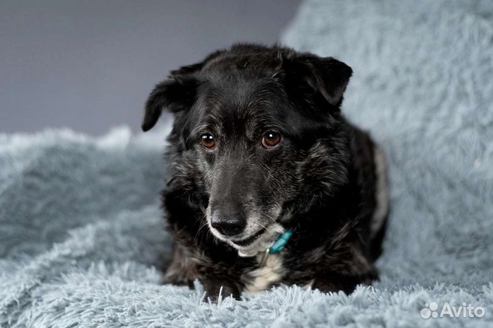 Дед мечтает о доме