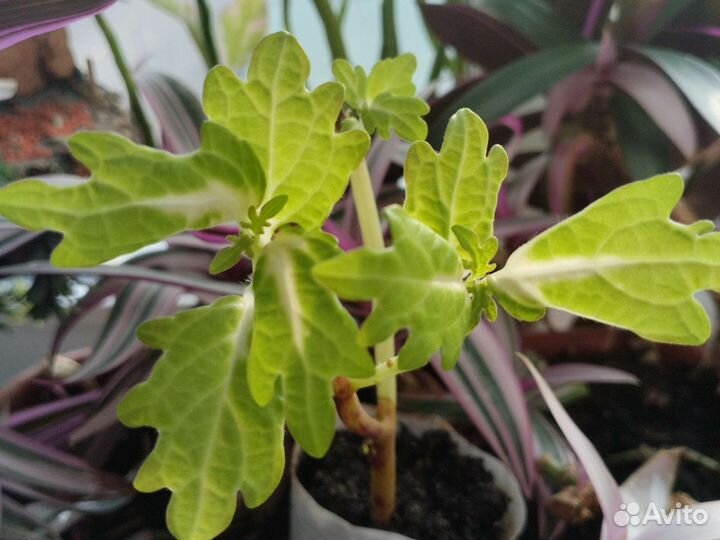 Комнатные растения номер 5