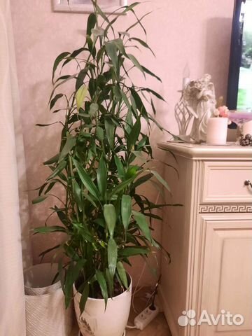 Бамбук комнатные цветы