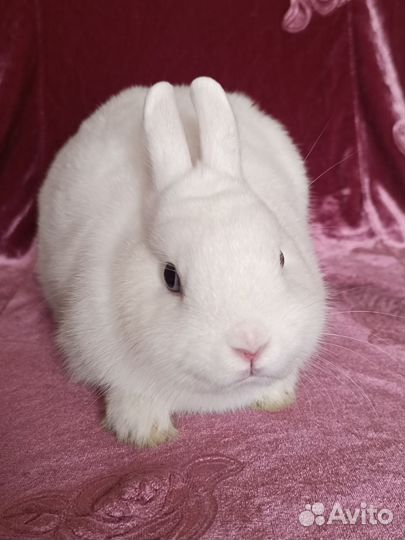 Чистопородный гермелин голубоглазый