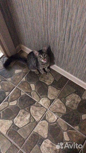 Кошка в дар бесплатно
