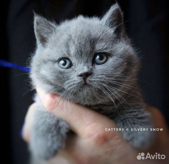 Голубые британские котята. Продажа от заводчика