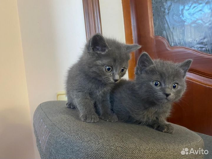 Британские котята