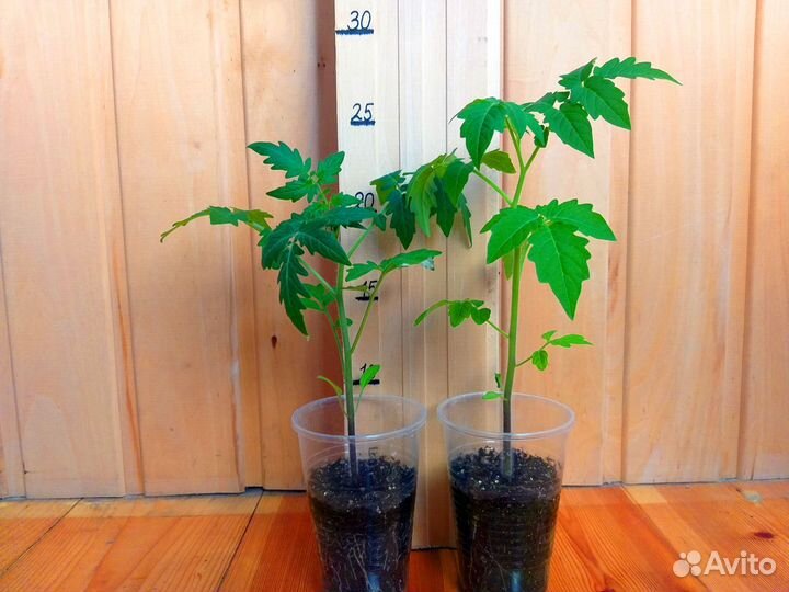 Комнатный томат рассада и семена