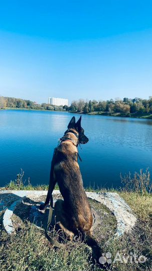 Выгульщик собак или Кинолог