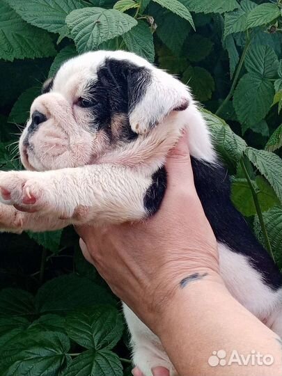 Английский бульдог