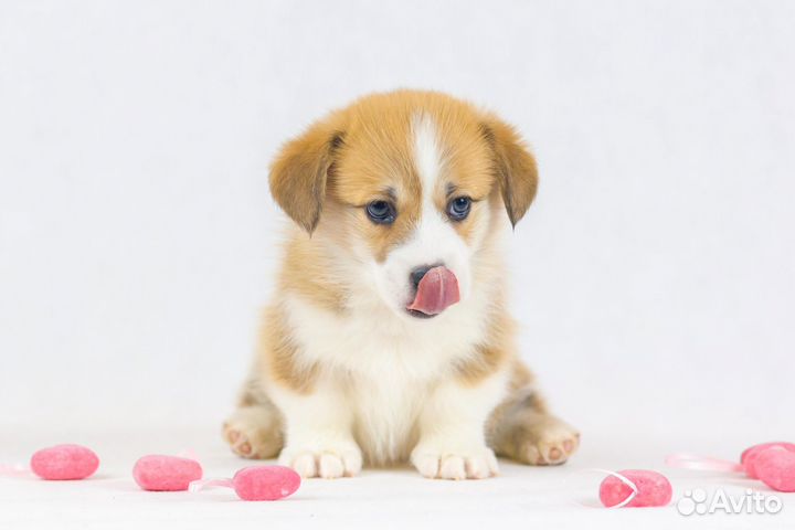 Вельш-корги пемброк Нереальной Красоты Щенки