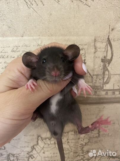Крысята Дамбо вельветин и стандарт