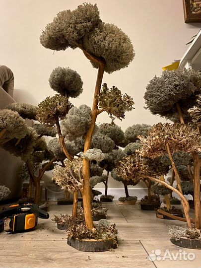 Дерево бонсай живое