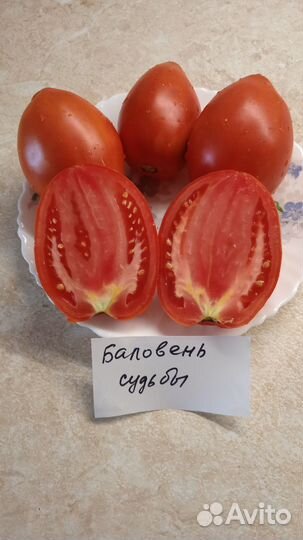 Семена коллекционных томатов