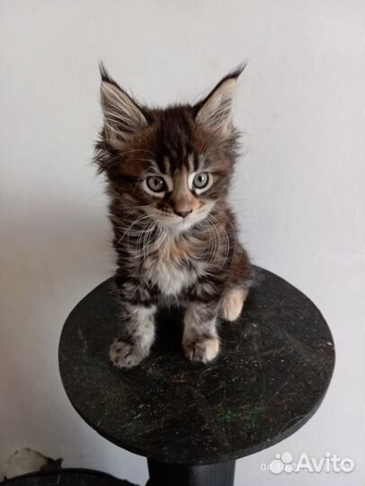 Котята мейнкун