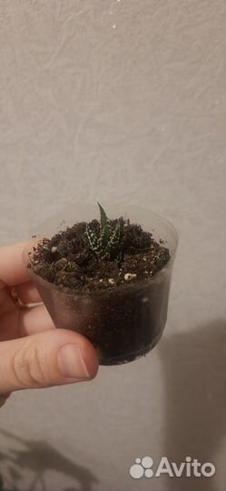 Хавортия купера