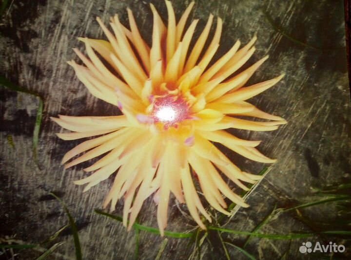 Продам корни георгинов