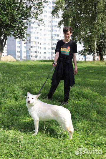 Собака в добрые руки