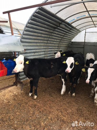 Бычки телята