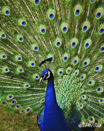 Страусята, павлины, декоративные утки