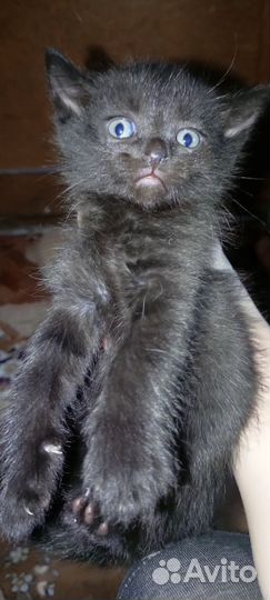 Котята в добрые руки бесплатно приученные к лотку