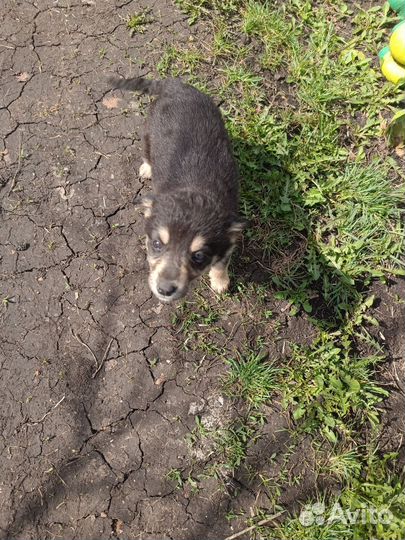 Щенки (в добрые руки )