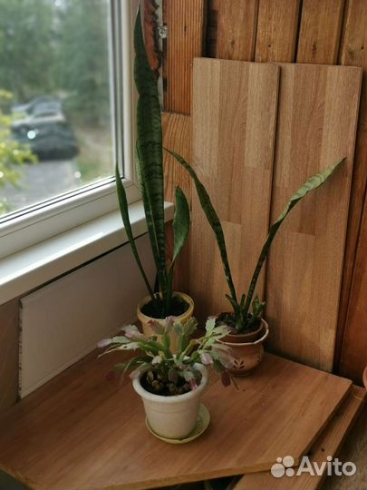 Сансевиерия(тещин язык), декабрист