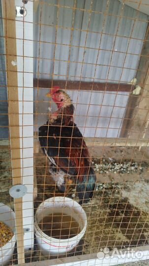 Бойцовые петухи