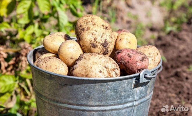 Продам картофель