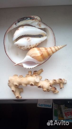 Для аквариума ракушки кораллы керамика