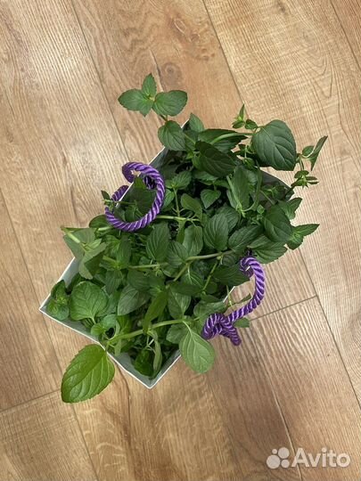 Мята (шоколад, апельсин), мелисса