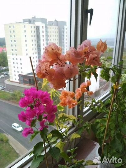 Черенки нарежу разных сортов бугенвиллий