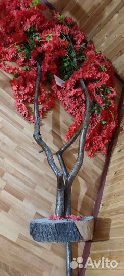 Декоративные деревья