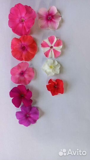 Флоксы сортовые. Флокс шиловидный