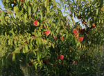 Молодой плодоносящий персиковый сад в Крыму 8 га