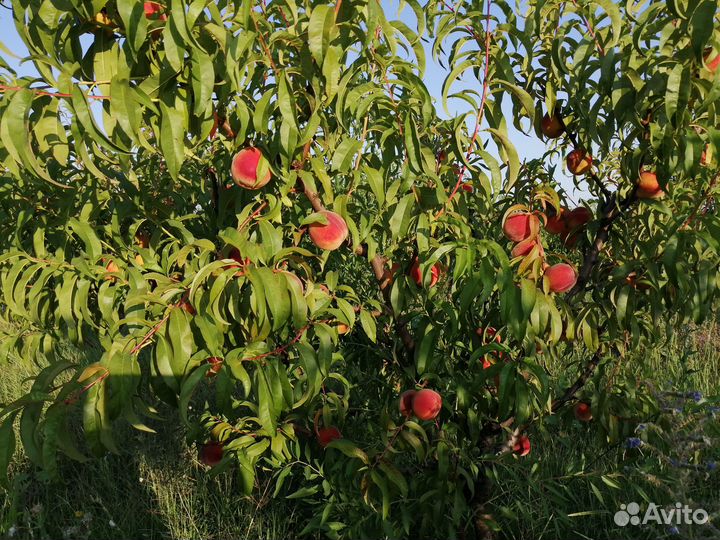 Молодой плодоносящий персиковый сад в Крыму 8 га