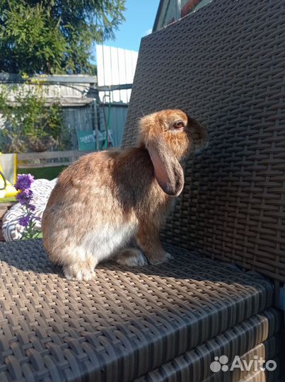 Декоративные карликовые кролики