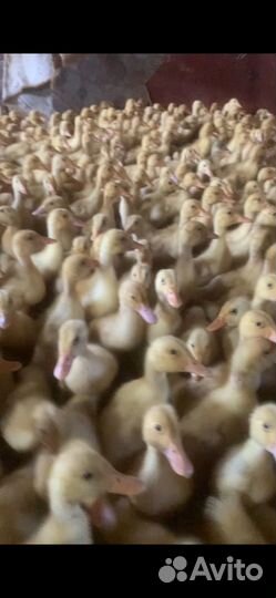 Утята,циплята,индюшата,гусята