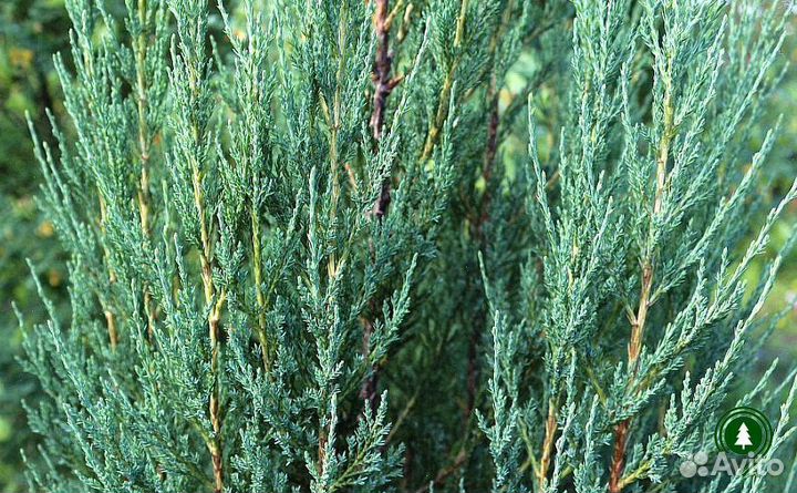 Можжевельник блю эрроу 1,98 м и др