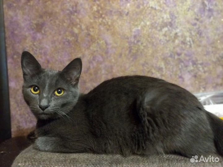 Кот благородных кровей в поисках дома