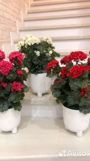 Пеларгония искусственная