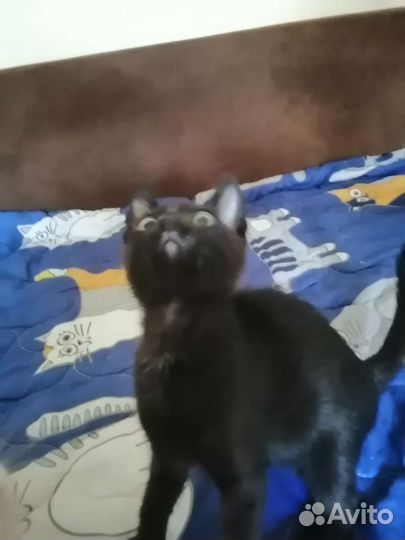 Котенок мальчик