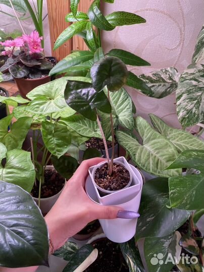 Алоказия полли,юкатан, монстера, суккуленты