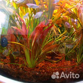 Как выбрать аквариум и сколько стоит его содержать: виды, оборудование, стоимость