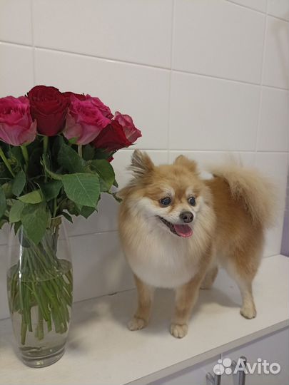 Стрижка кошек и собак