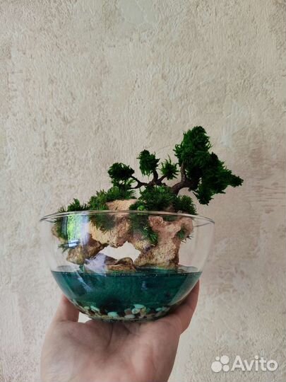 Моссариум Флорариум цветы подарок